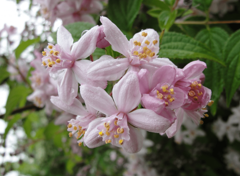 DEUTZIA x 'Montrose'