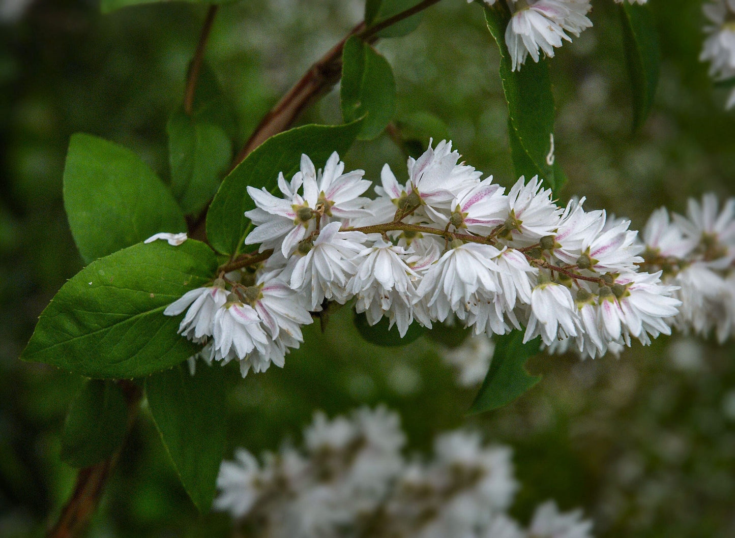 DEUTZIA scabra