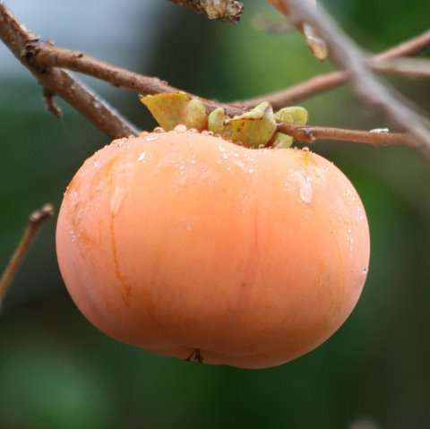 DIOSPYROS KAKI 'Fuyu'