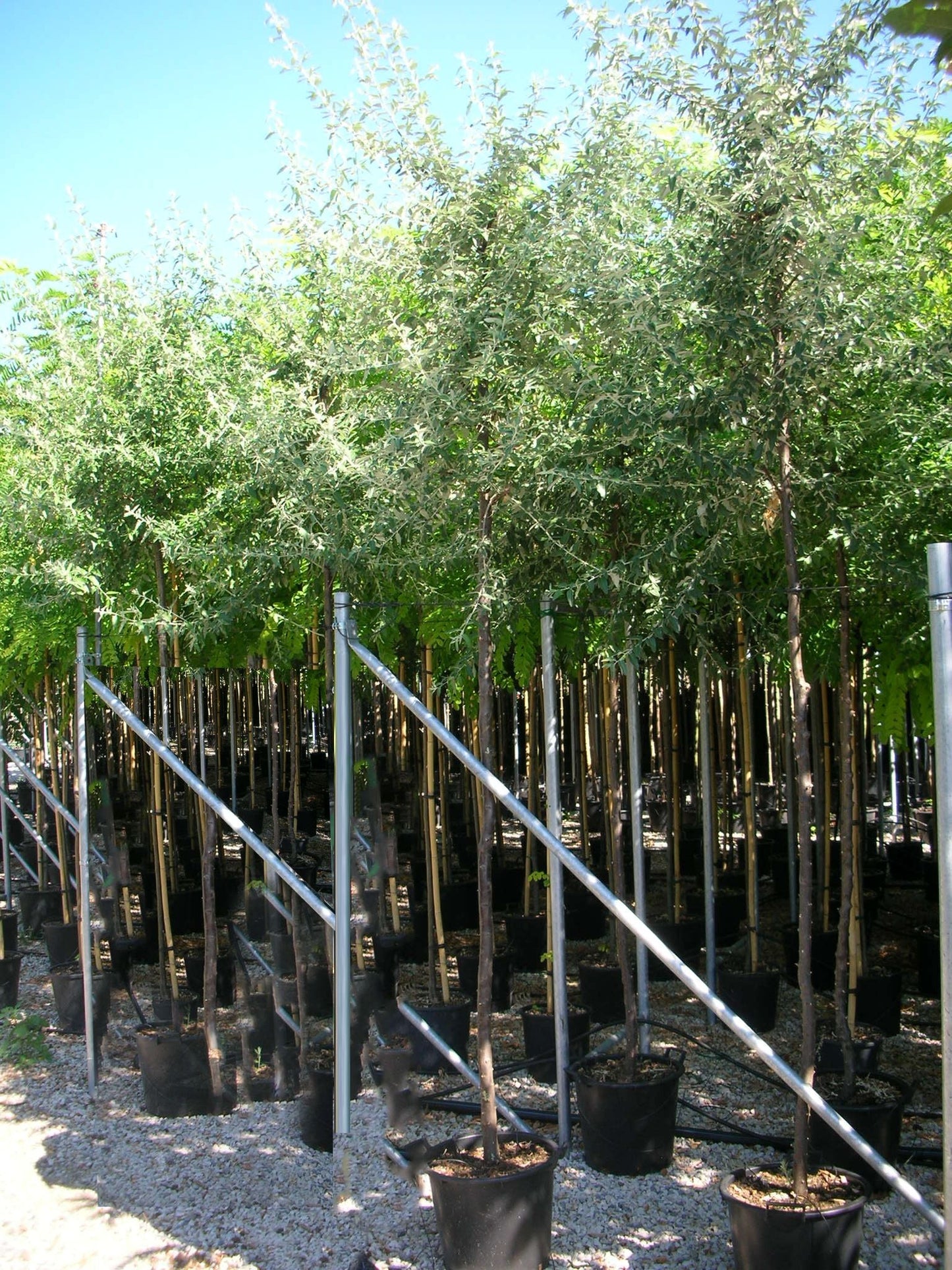 ELAEAGNUS angustifolia