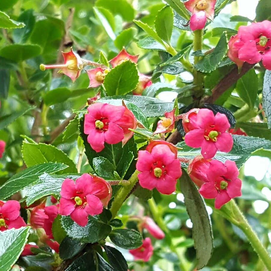 ESCALLONIA 'Rubra Macrantha'