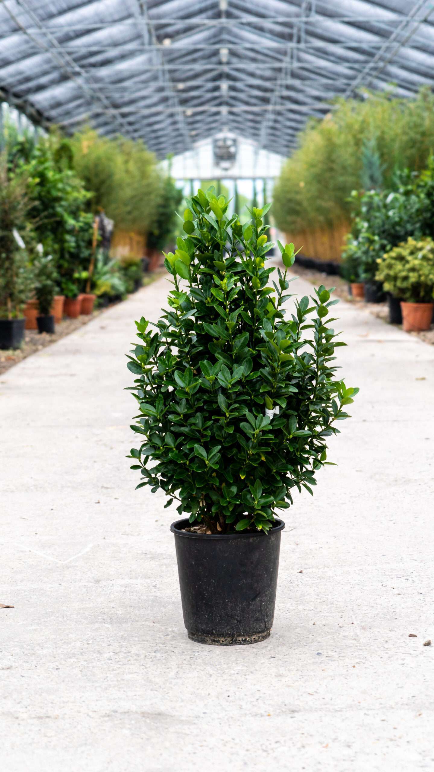 EUONYMUS japonicus 'Euro'