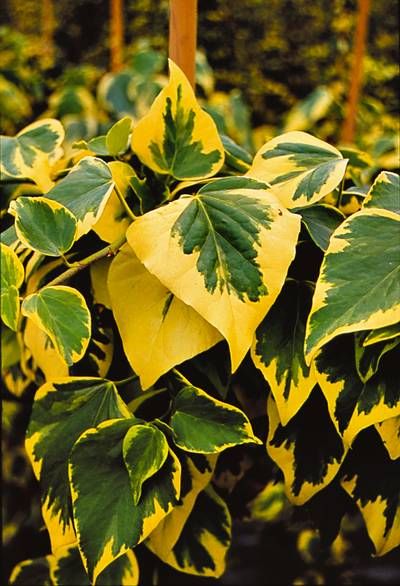 HEDERA colchica 'Dentata Variegata'