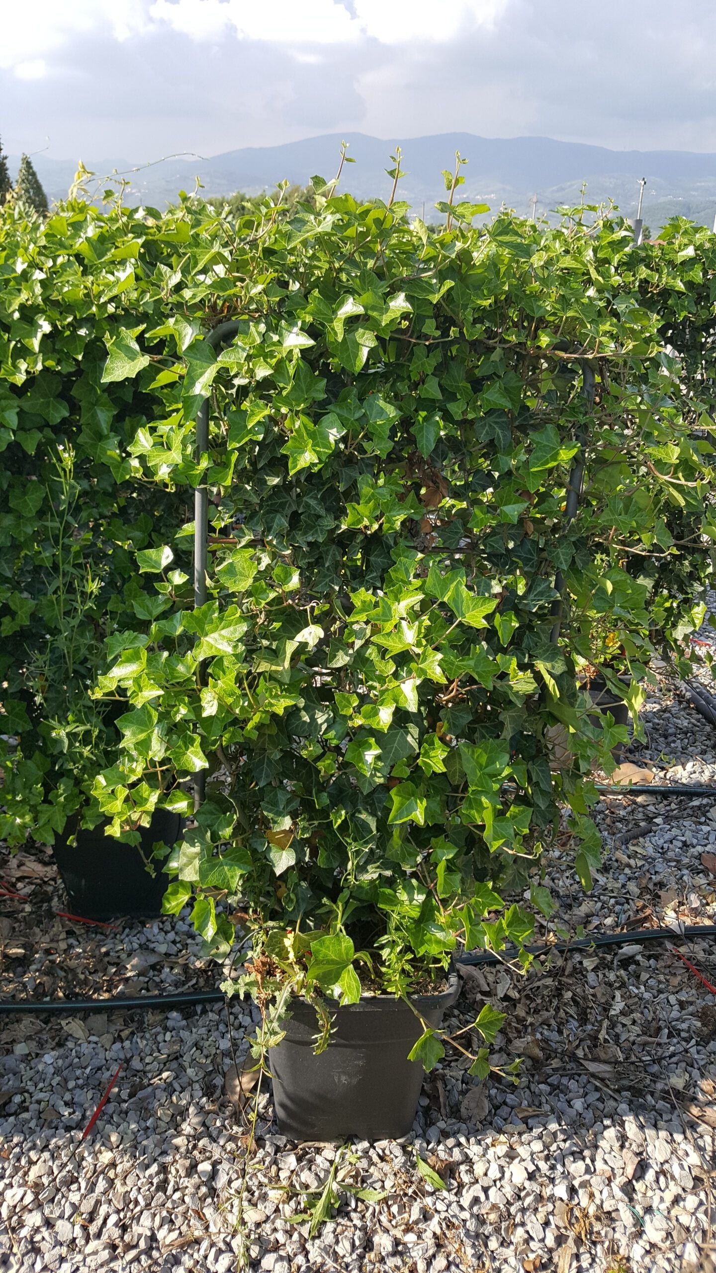 HEDERA hibernica