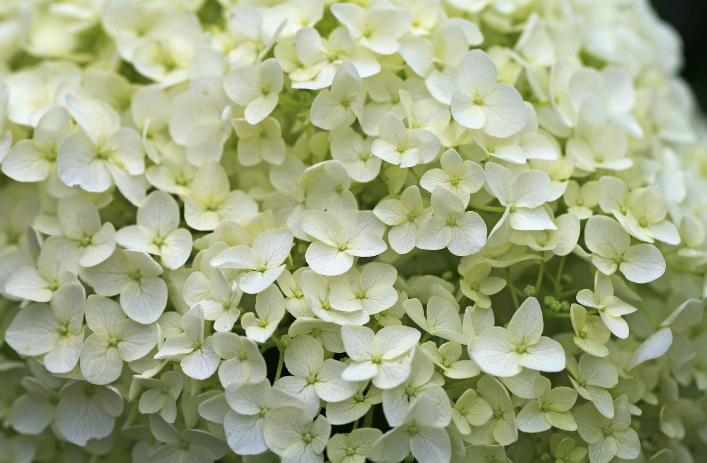 HYDRANGEA arborescens 'Annabelle'