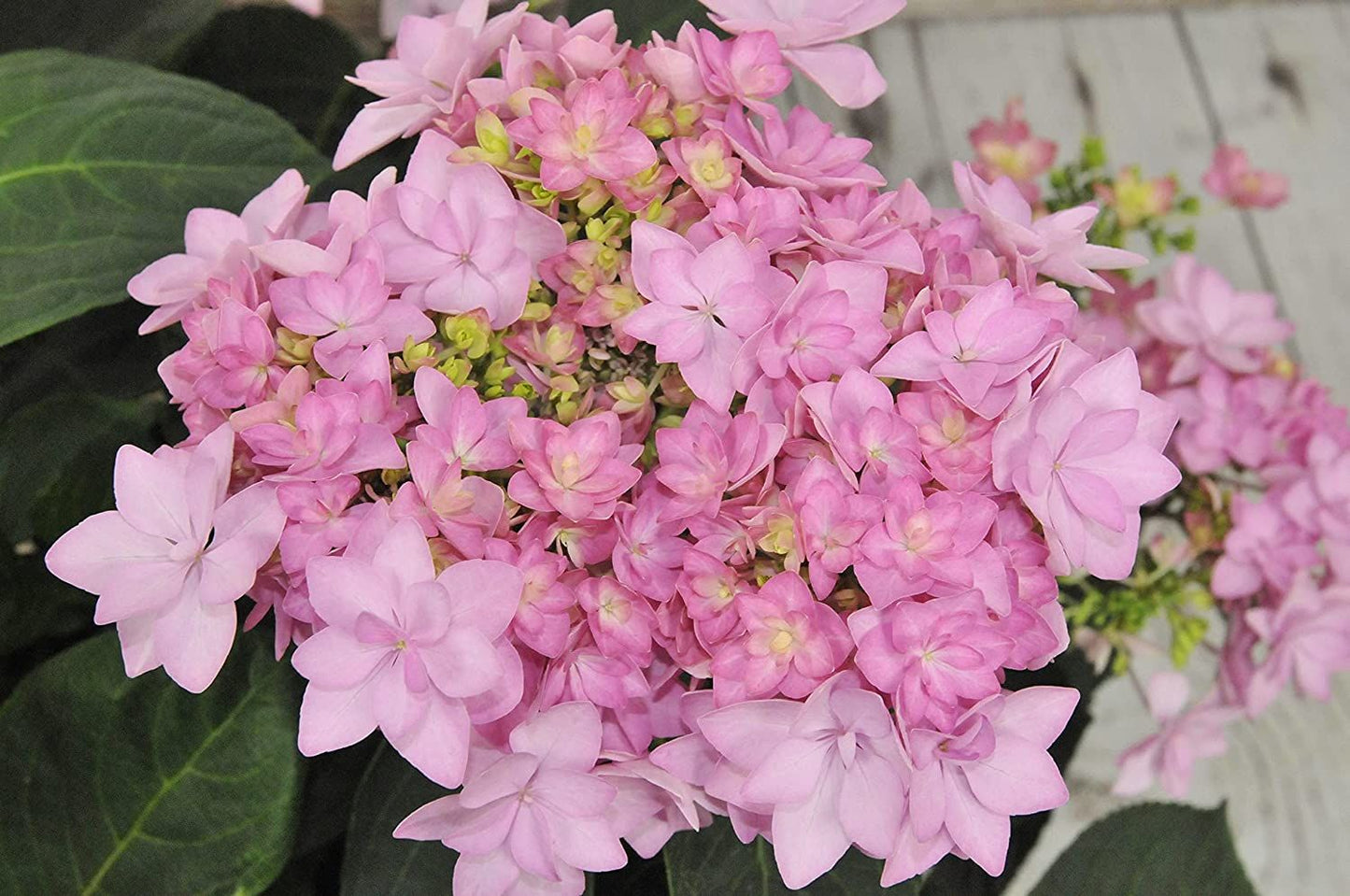 HYDRANGEA macrophylla 'You and Me Forever' ®