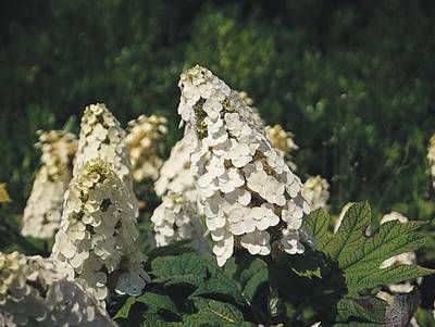 HYDRANGEA quercifolia 'Snow Queen' ®