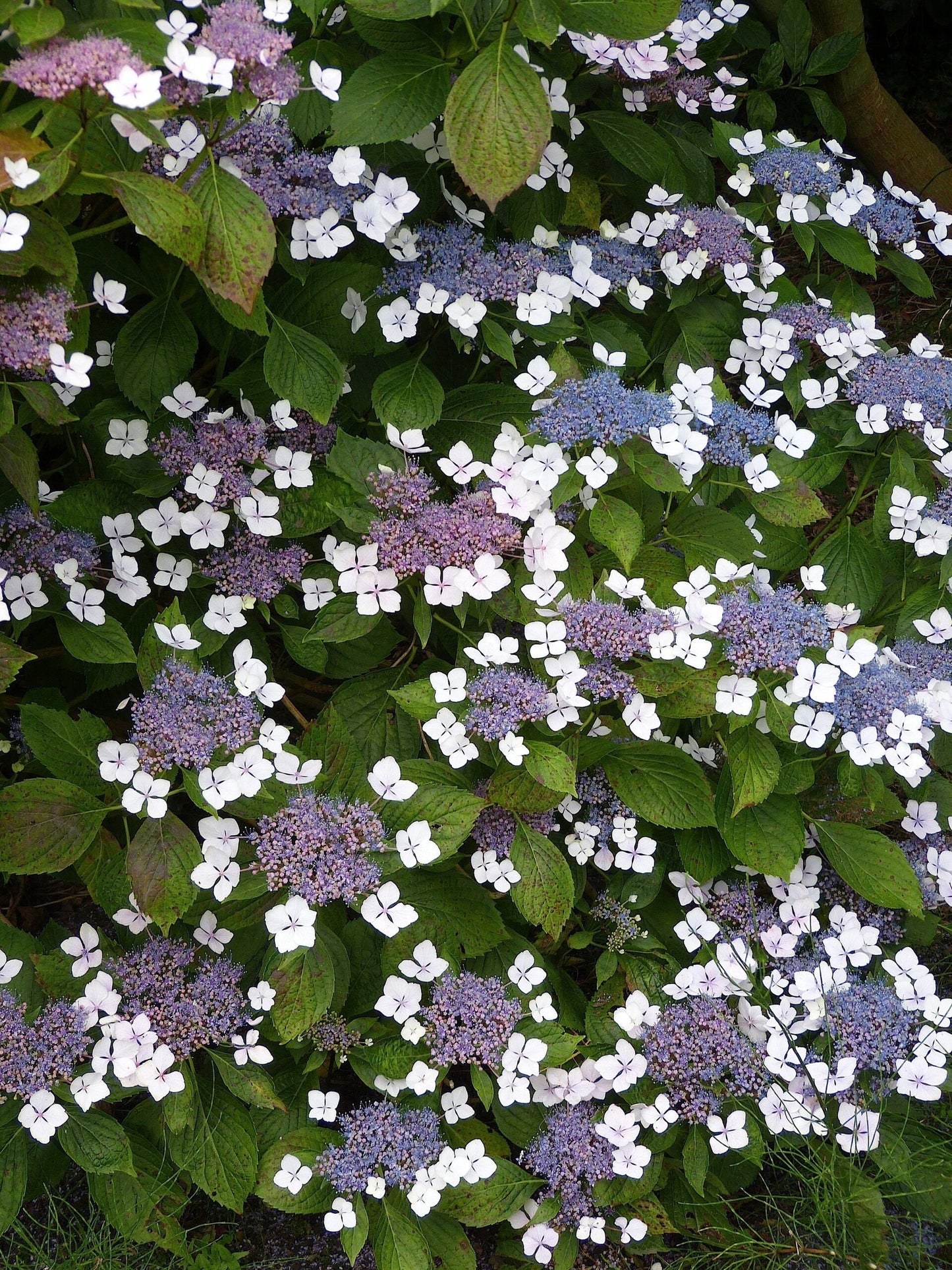 HYDRANGEA serrata 'Blue Bird'