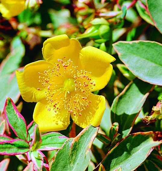 HYPERICUM x moserianum 'Tricolor'