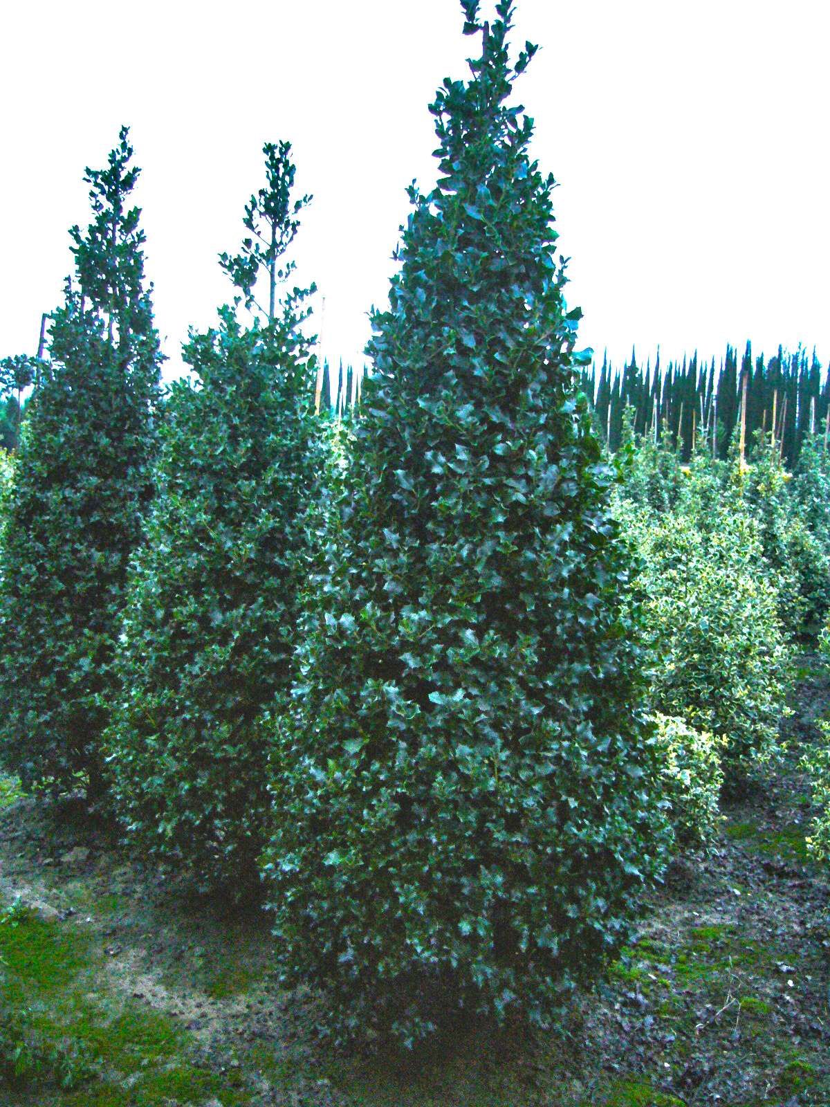 ILEX aquifolium