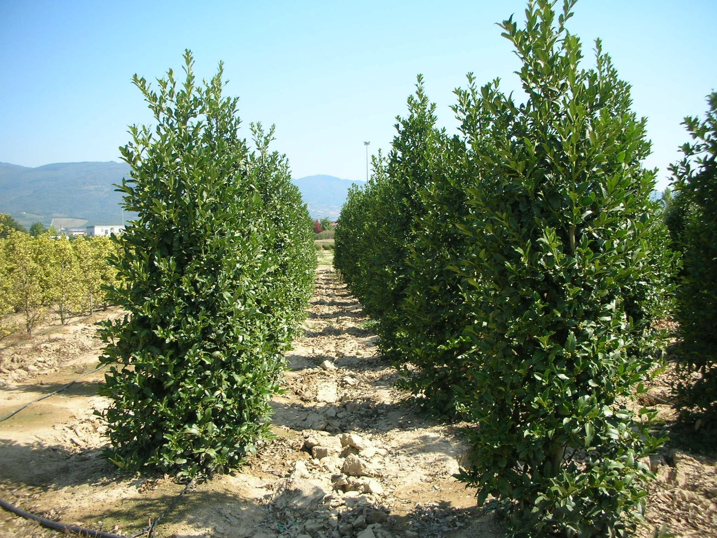 ILEX castaneifolia