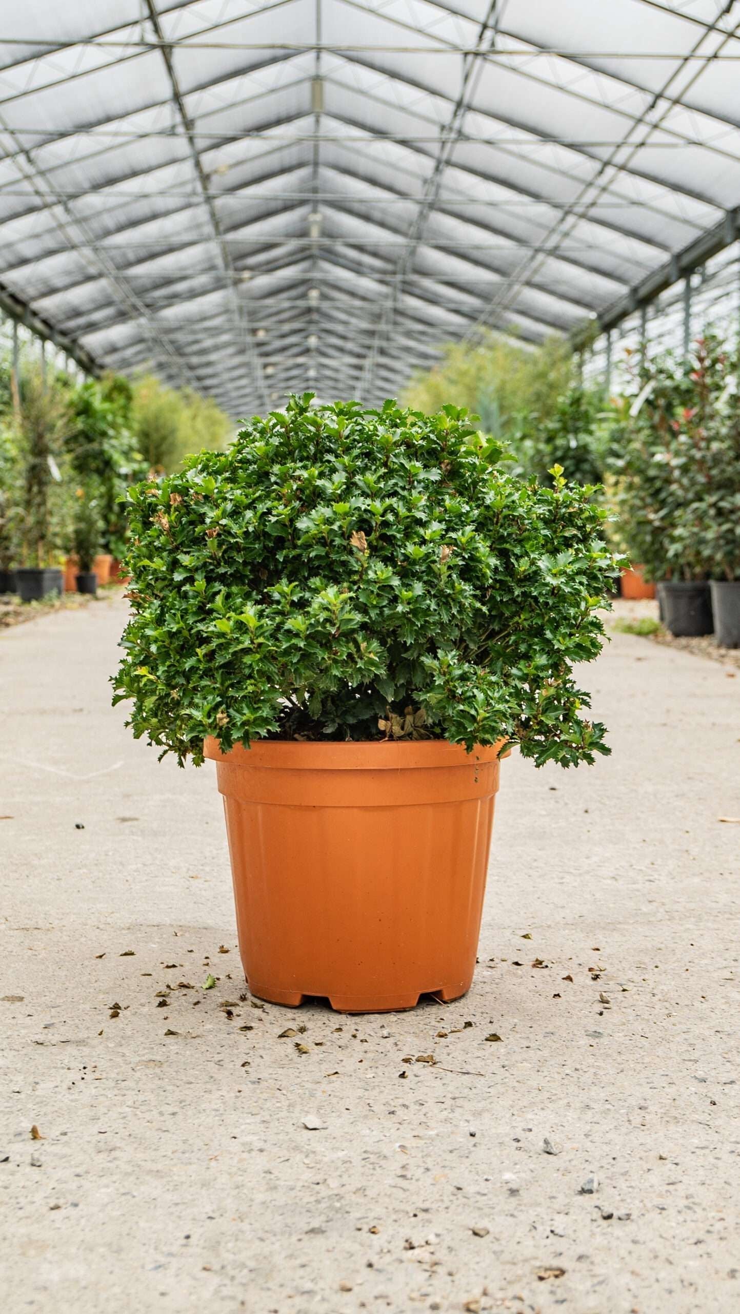 ILEX x 'Little Rascal'