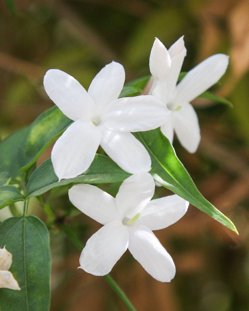 JASMINUM officinalis