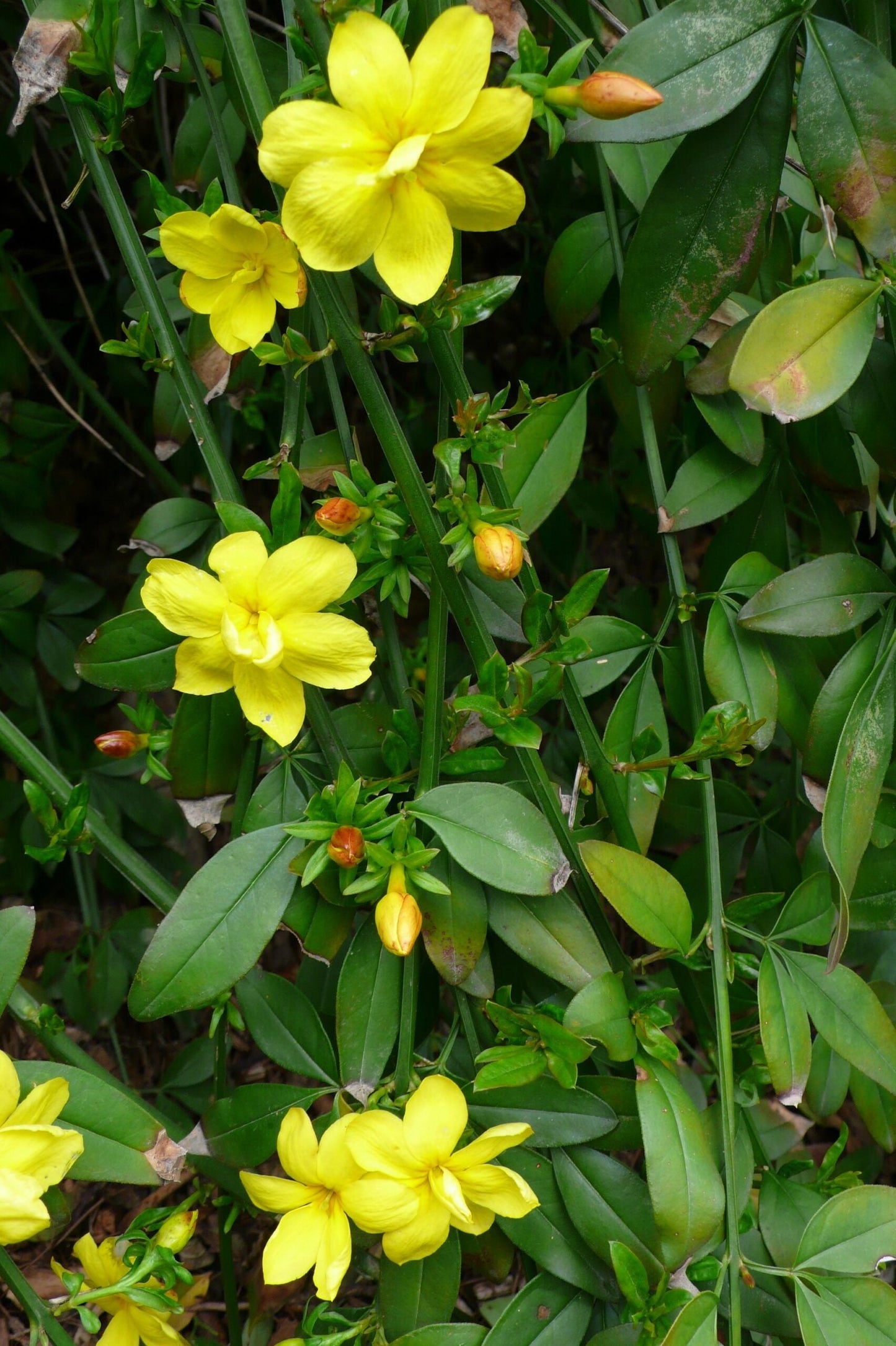 JASMINUM primulinum