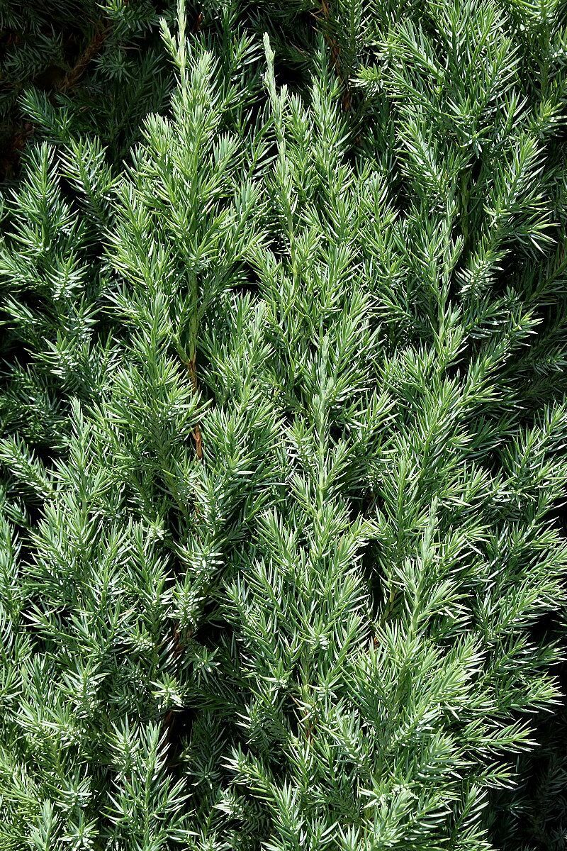 JUNIPERUS chinensis 'Stricta'