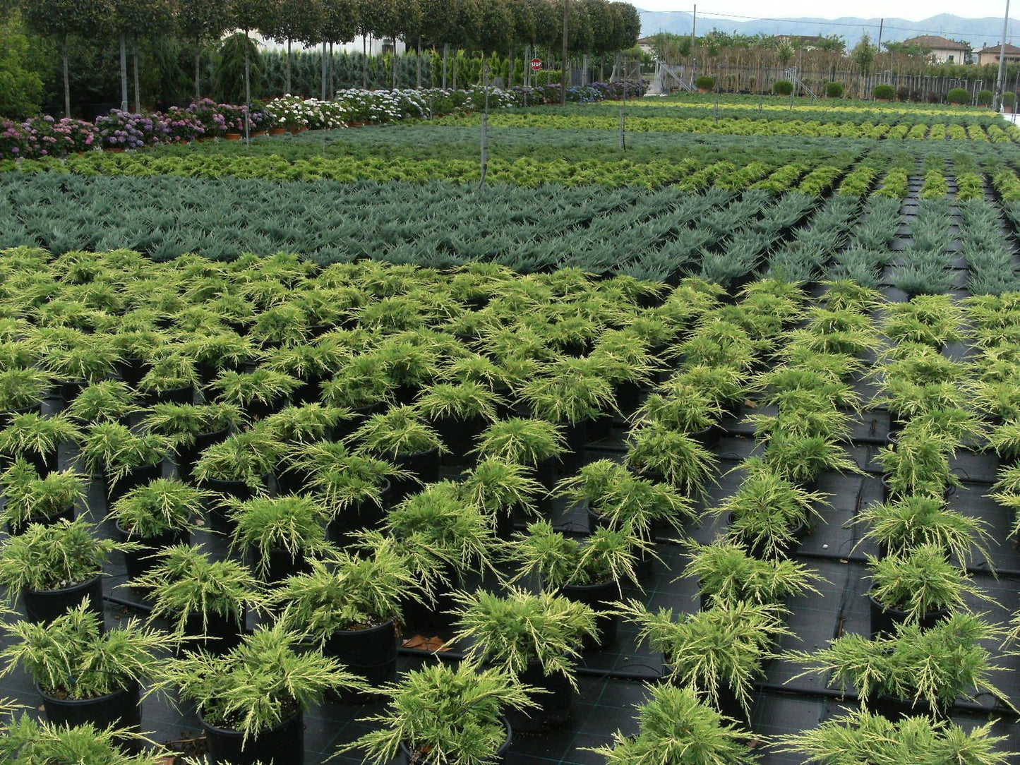 JUNIPERUS communis 'Green Carpet'