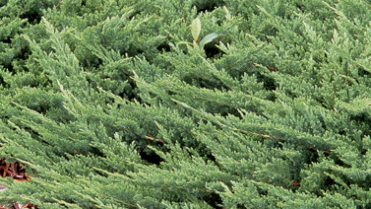 JUNIPERUS horizontalis 'Prince of Wales'