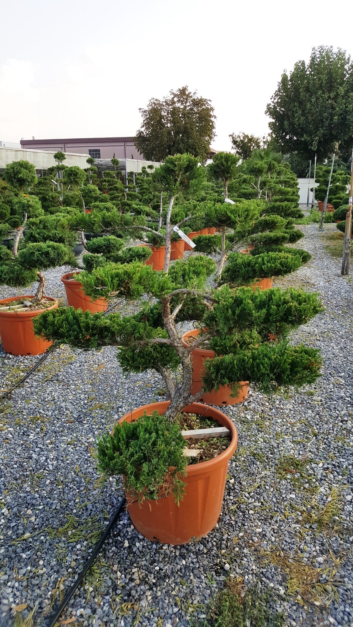 JUNIPERUS sabina 'Tamariscifolia'