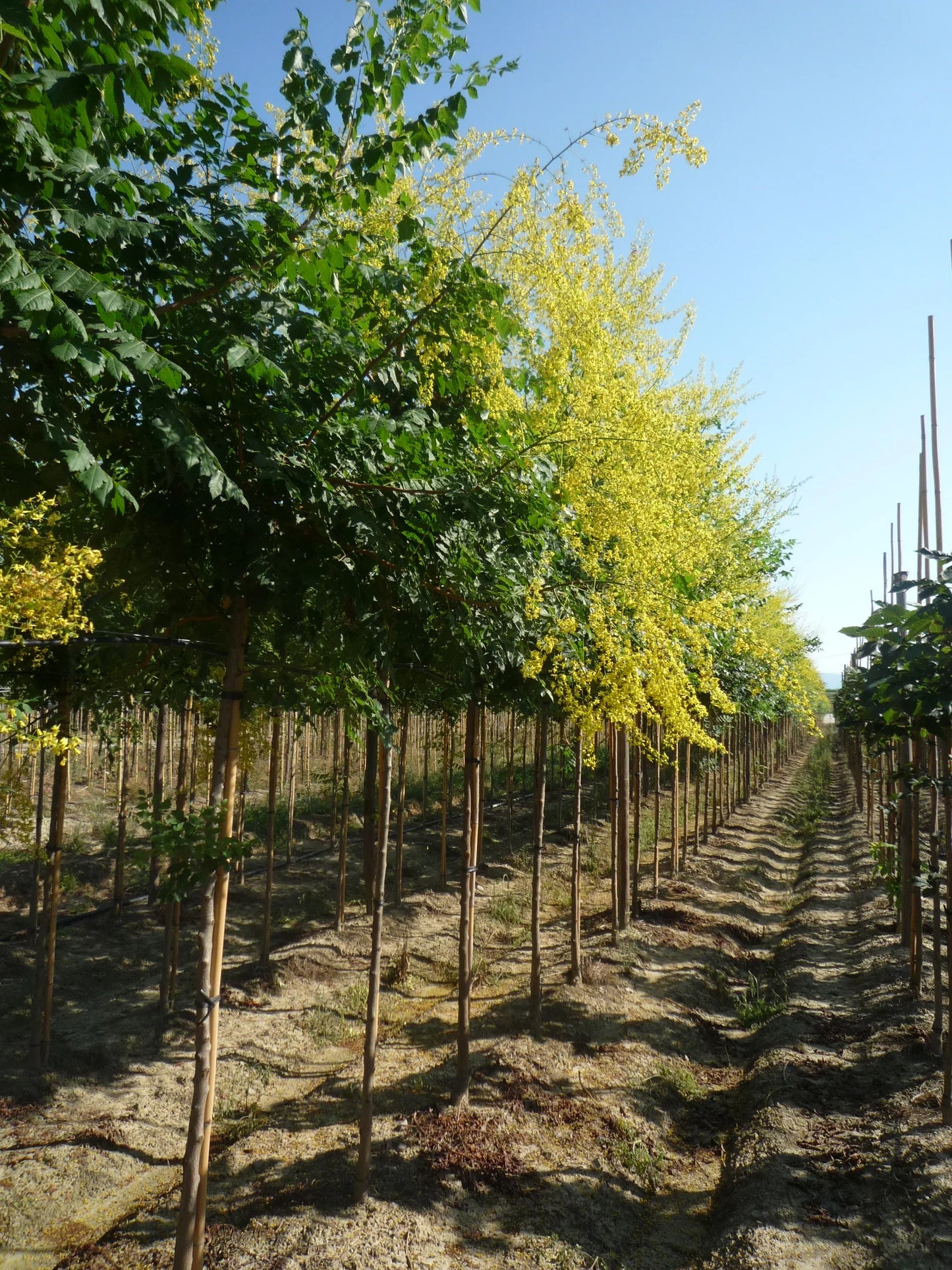KOELREUTERIA paniculata