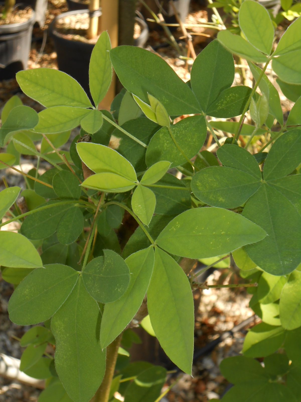 LABURNUM x watereri 'Vossii'