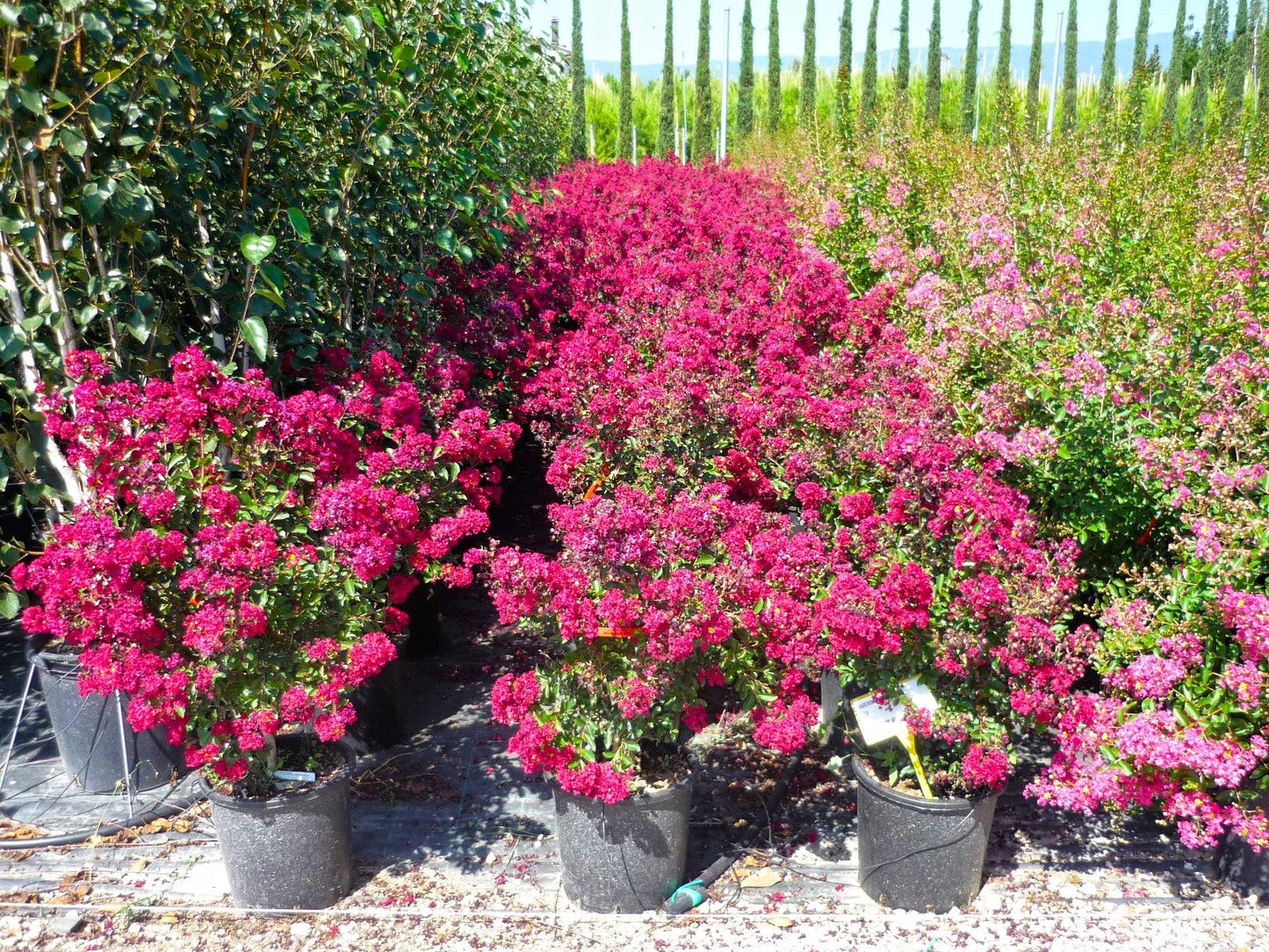 LAGERSTROEMIA x 'Durant Red'