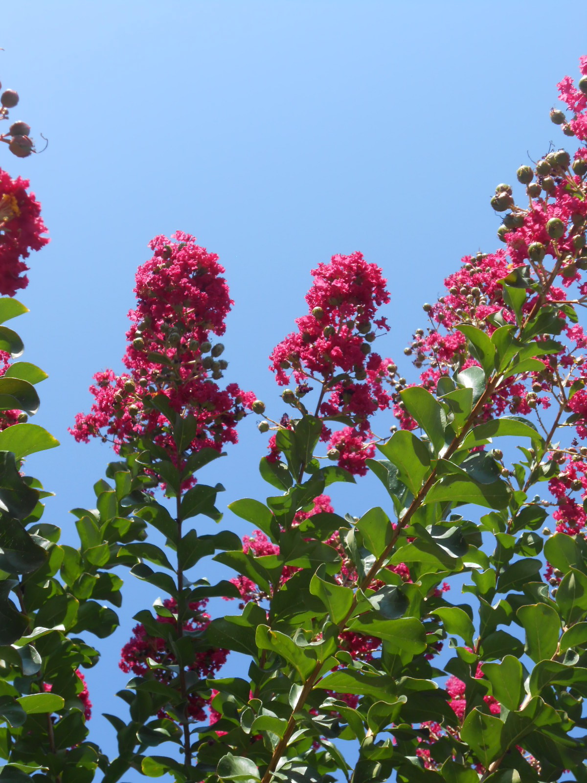 LAGERSTROEMIA indica 'Rubra Magnifica'