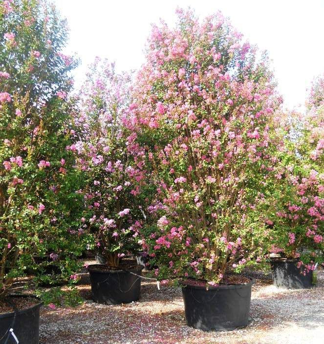 LAGERSTROEMIA indica 'Rosea'