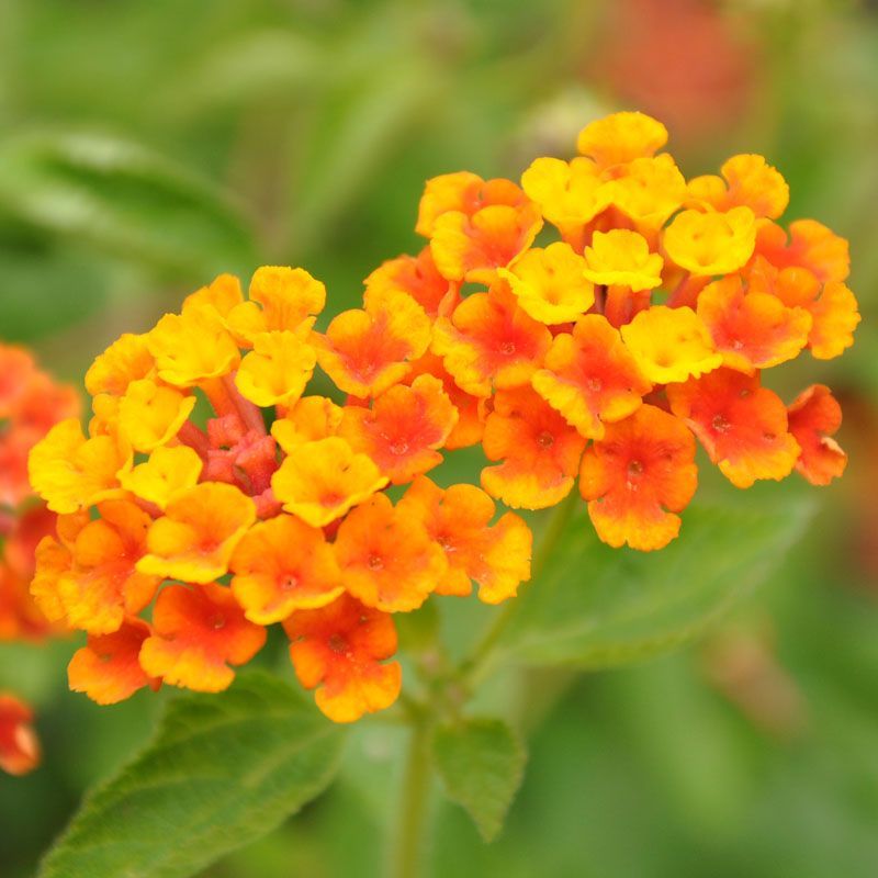 LANTANA camara 'Orange Pur'