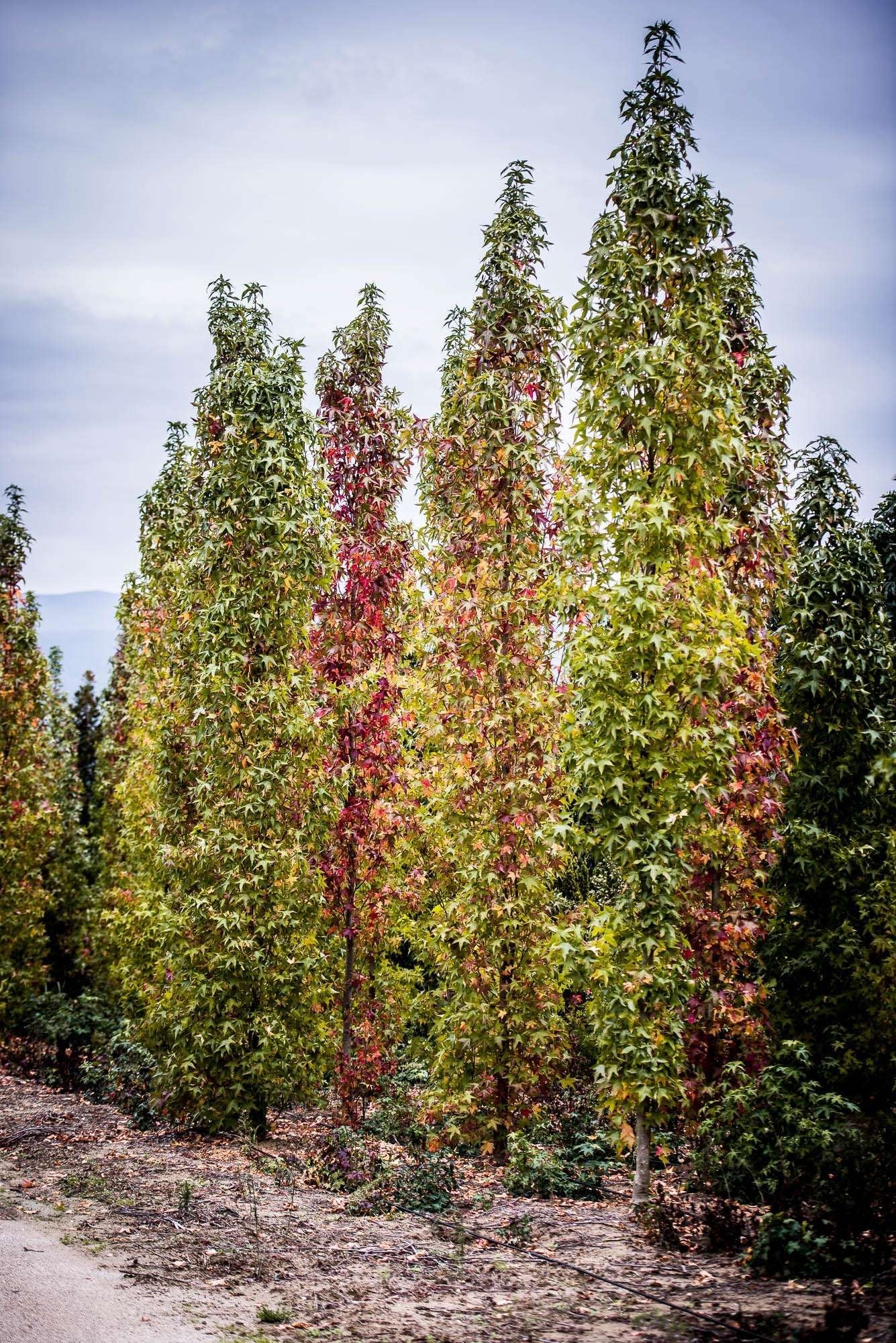 LIQUIDAMBAR styraciflua 'Slender Silhouette'