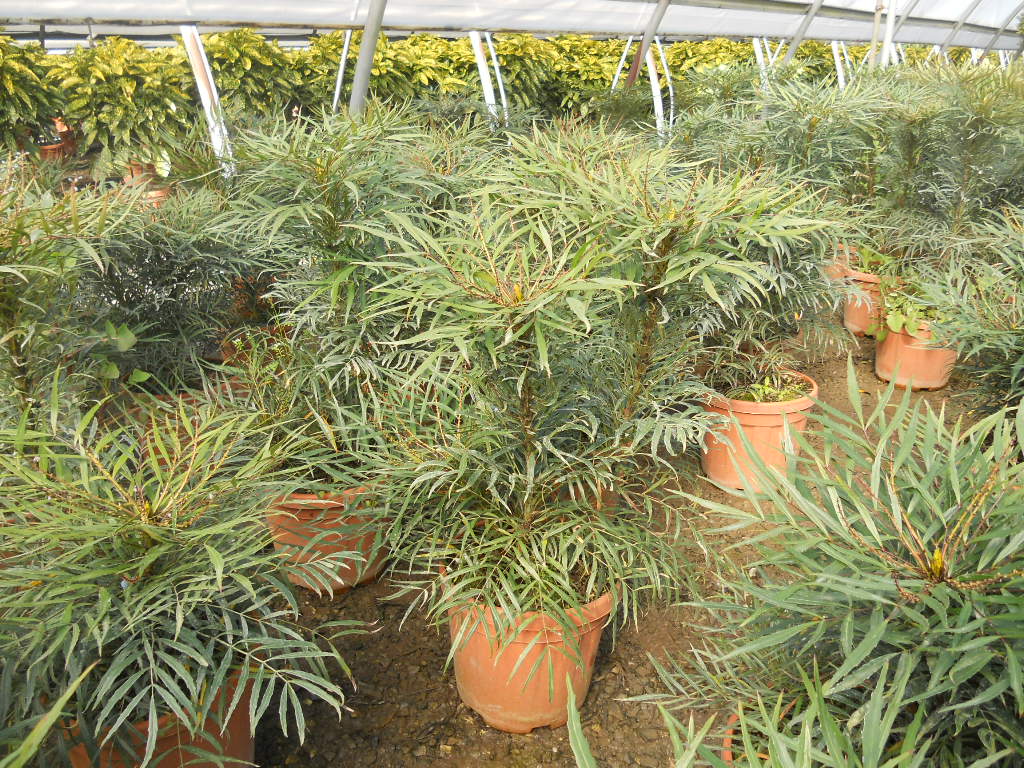 MAHONIA eurybracteata 'Soft Caress'