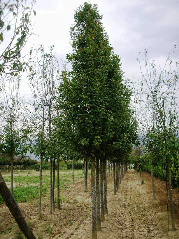 MALUS trilobata