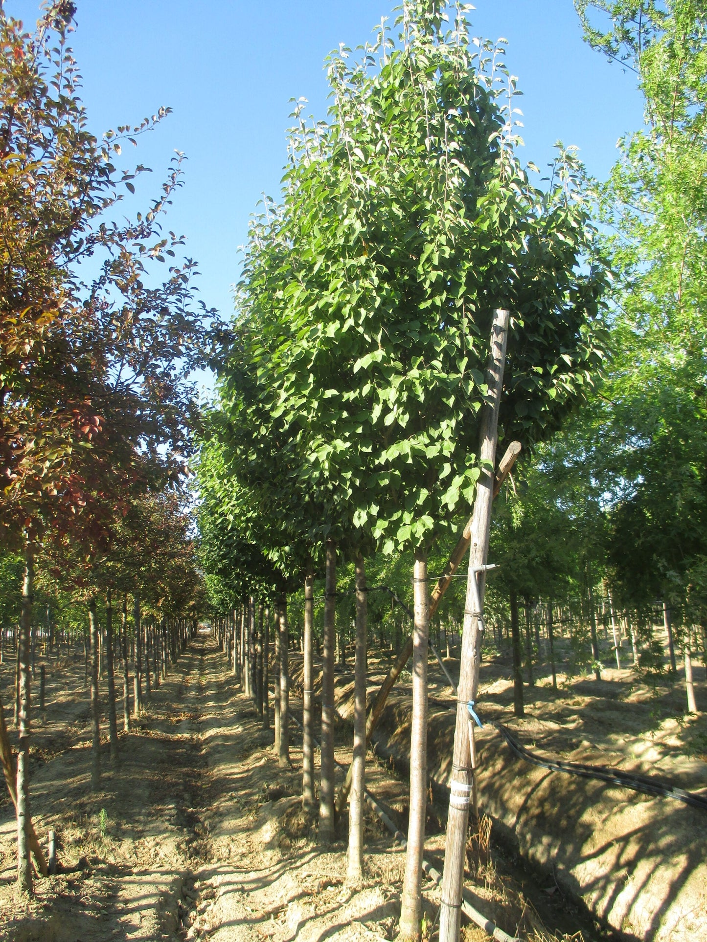 MALUS tschonoskii