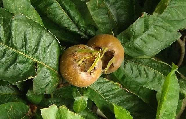 MESPILUS germanica