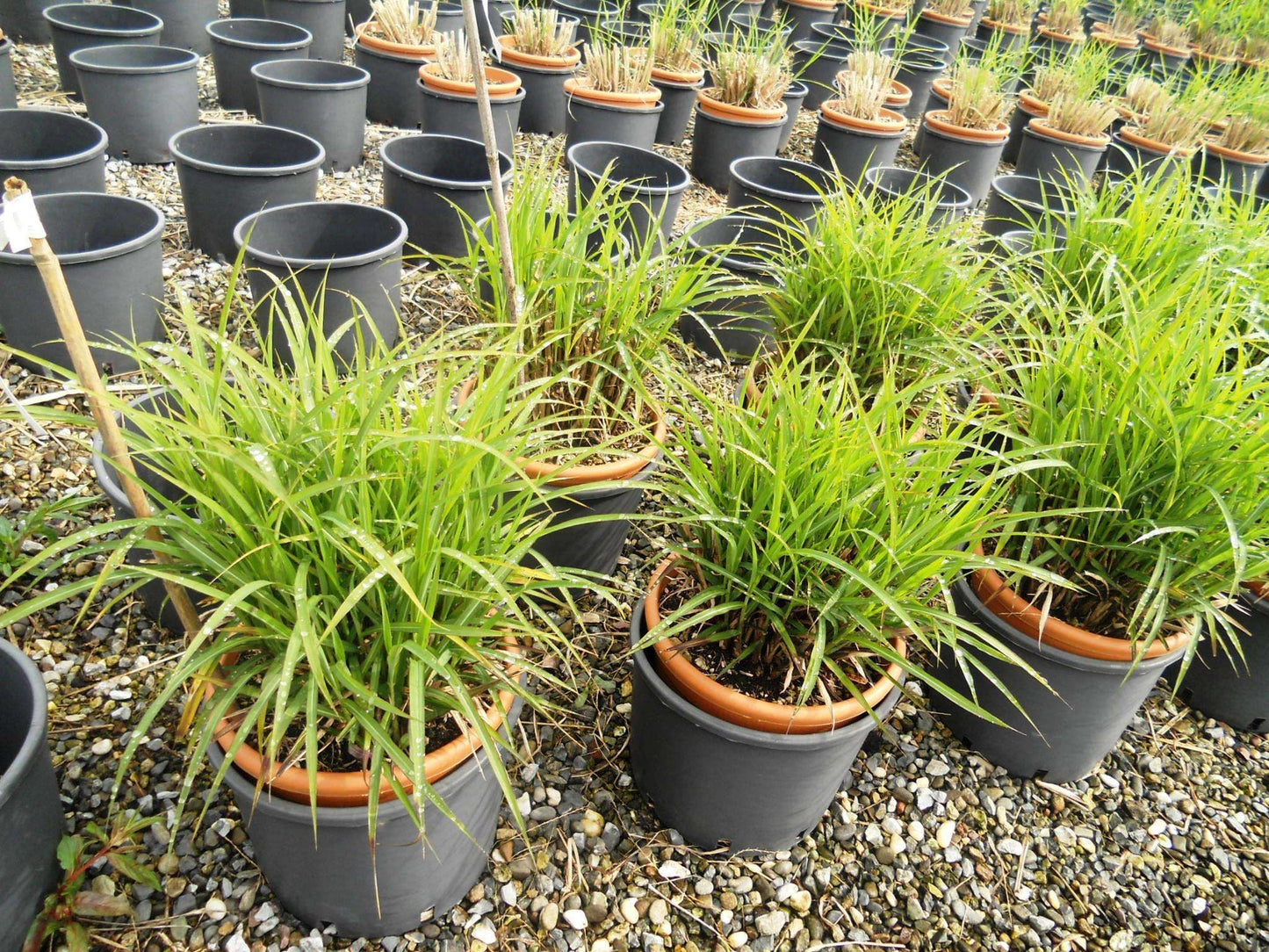 MISCANTHUS sinensis 'Dronning Ingrid'