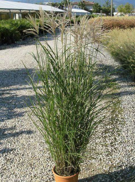 MISCANTHUS sinensis 'Ferner Osten'