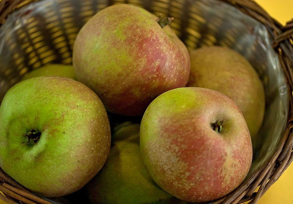 MALUS COMMUNIS 'Belle de Boskoop'