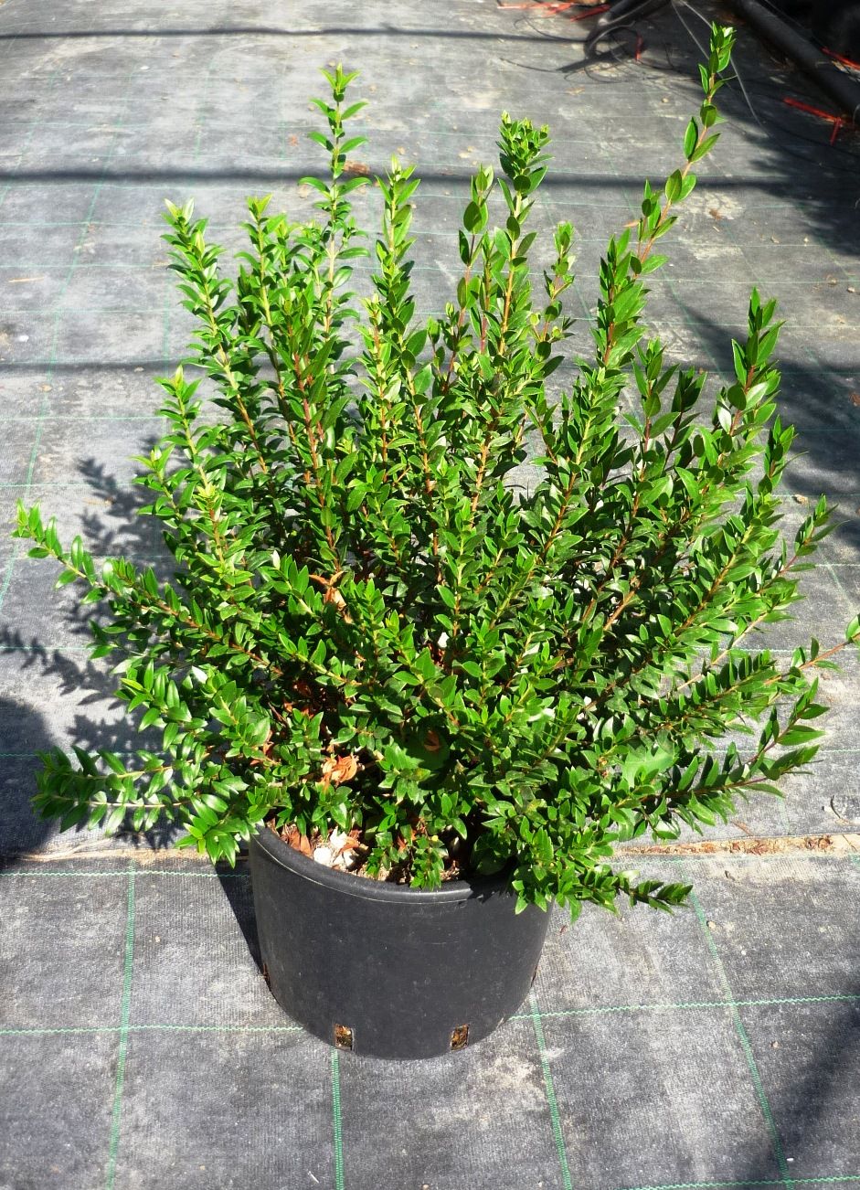 MYRTUS communis