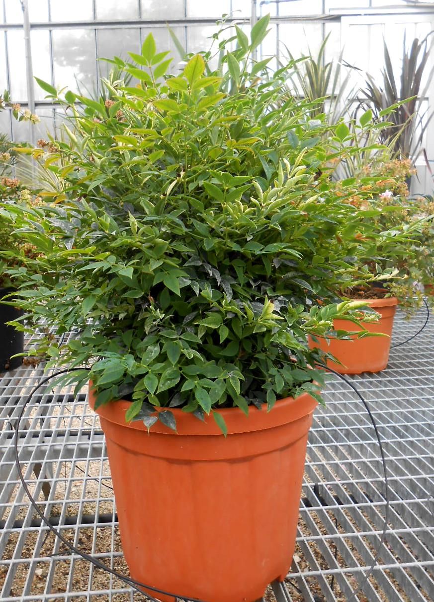 NANDINA domestica 'Gulf Stream'