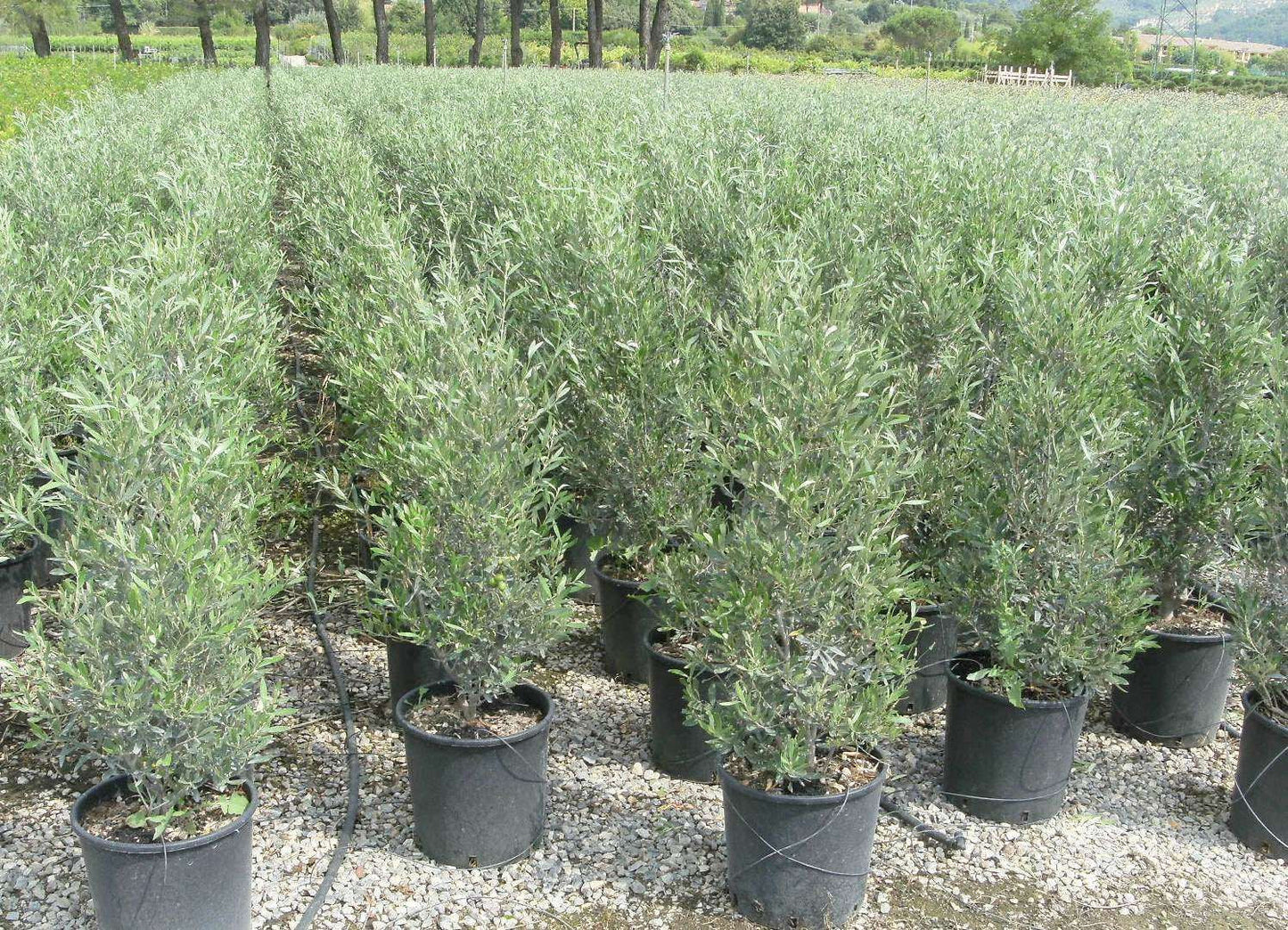 OLEA europaea 'Cipressino'
