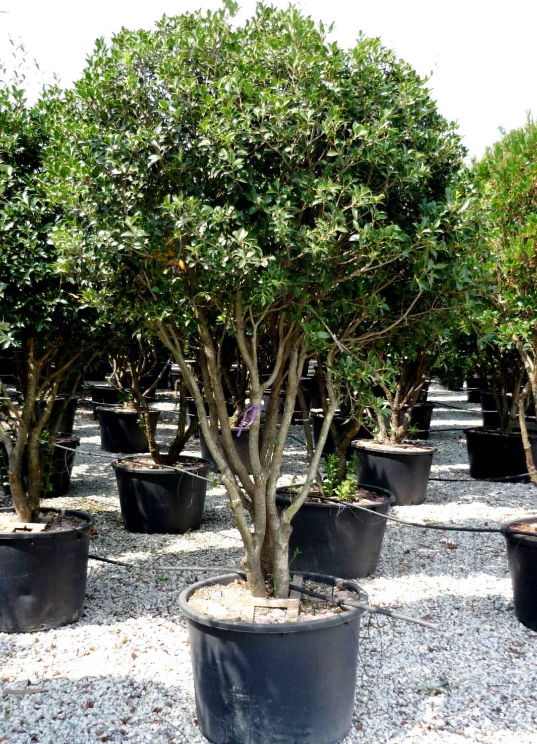 OSMANTHUS heterophyllus