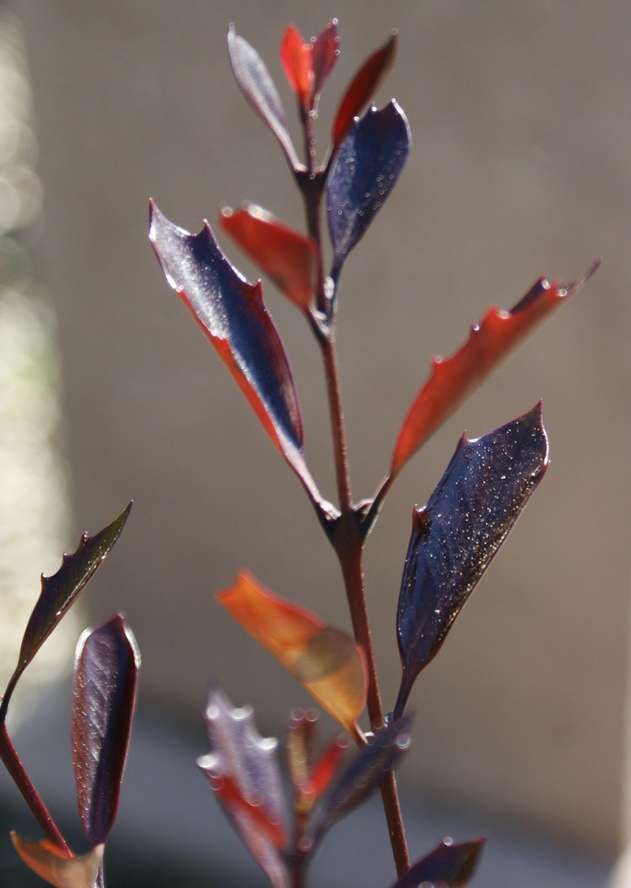 OSMANTHUS heterophyllus 'Purpureus'