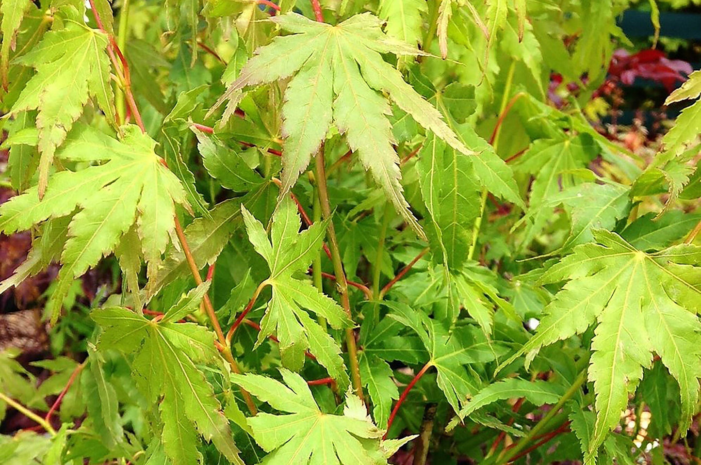 ACER palmatum 'Going Green'