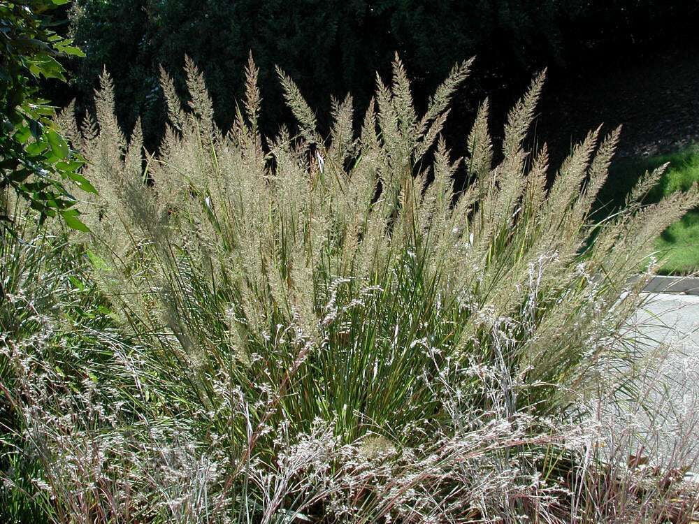 CALAMAGROSTIS x acutiflora 'Brachytricha'