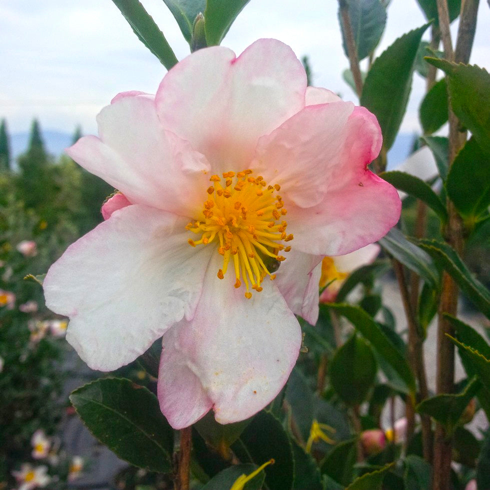 CAMELLIA sasanqua 'Narumi-Gata'