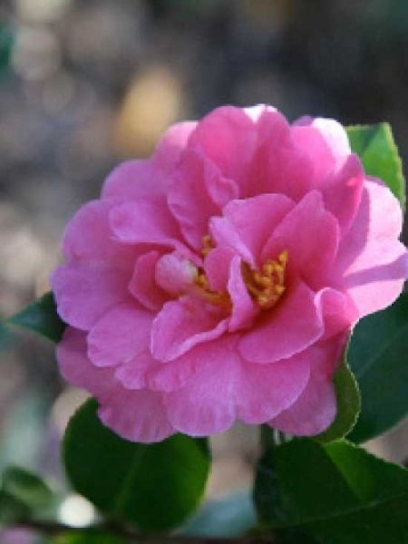 CAMELLIA sasanqua 'Showa-No-Sakae'
