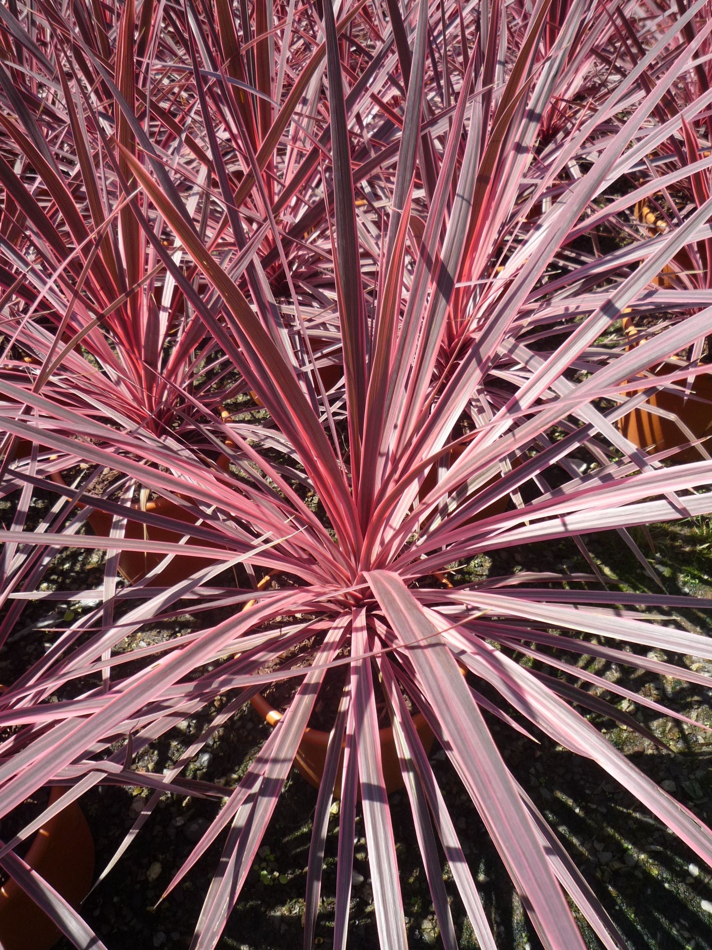 CORDYLINE australis 'Charlie Boy' ®