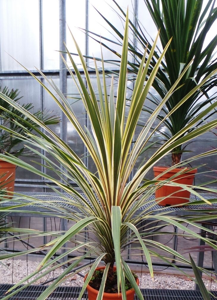 CORDYLINE australis 'Torbay Dazzler'