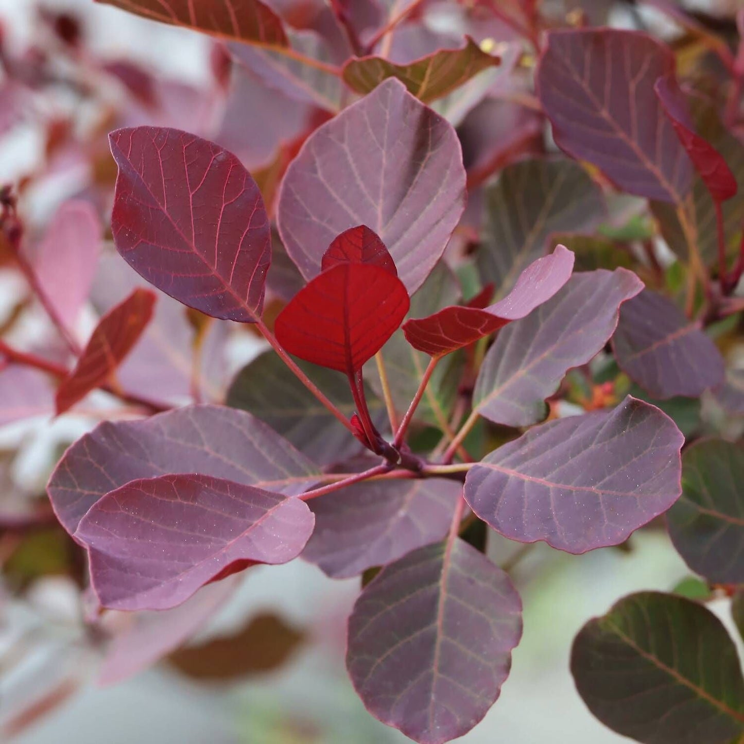 COTINUS coggygria 'Dusky Maiden' ®