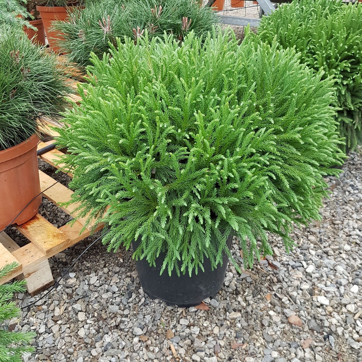 CRYPTOMERIA japonica 'Globosa Nana'