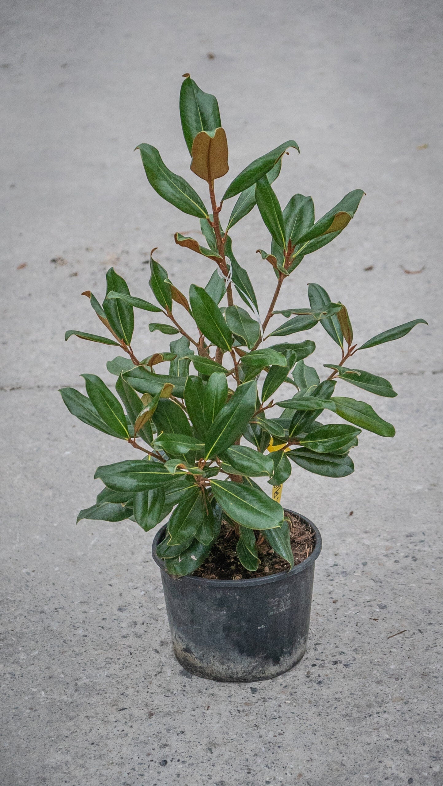 MAGNOLIA grandiflora 'Purpan'